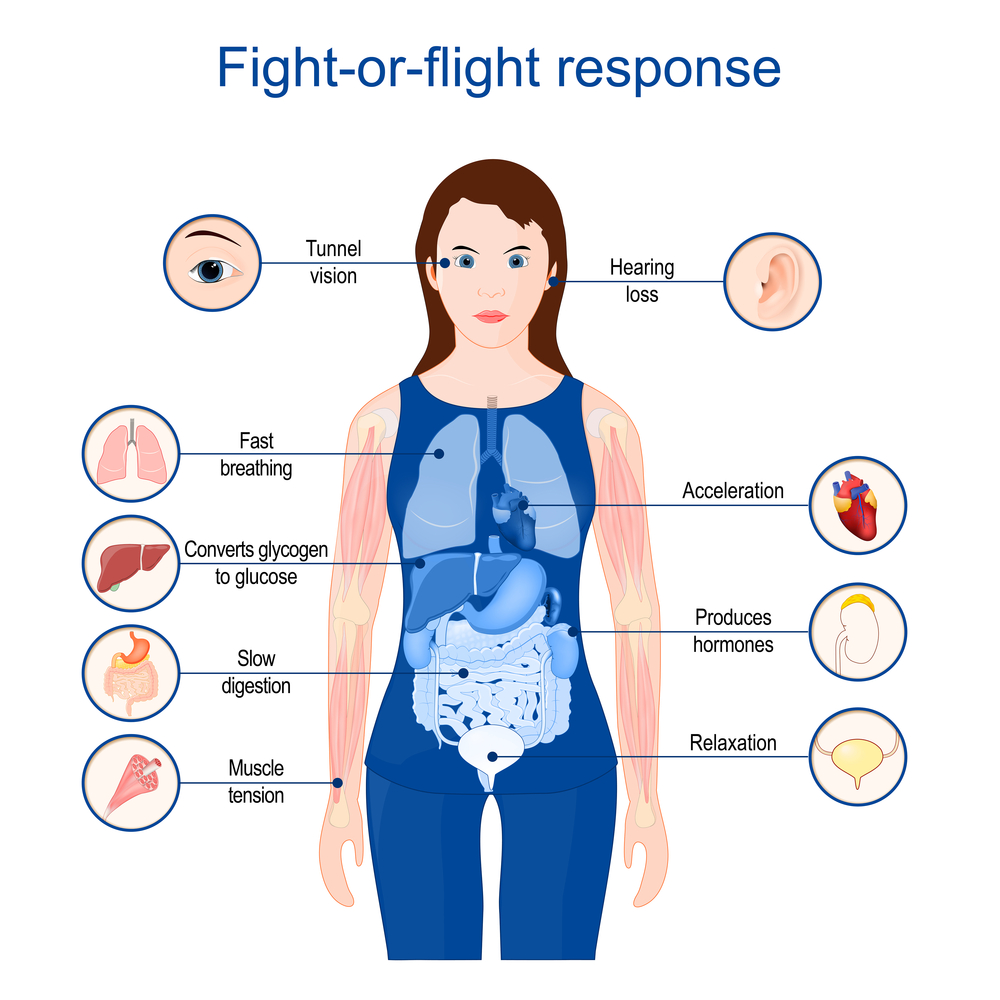 The Fight Or Flight Response College Of Public Speaking